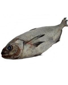 White Warehou Gilled & Gutted 1kg/Fresh
