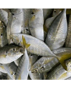 Yellowtail Scad Whole Round 1kg Pack/Frozen 