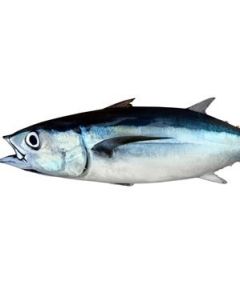 Albacore Tuna NZ Whole (3-6kg size)/Frozen