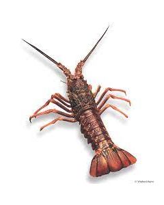 Crayfish NZ Whole Karitane (400g-500g sizes) 1kg/Frozen