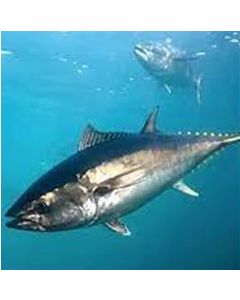 Southern Bluefin Tuna NZ Whole (10-15kg size) 12kg/Frozen 