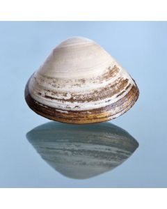 Clams Live Storm Shell 2kg