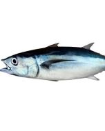 Albacore Tuna NZ Whole 5kg+/Fresh  