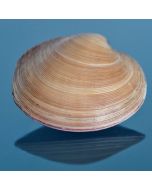 Clams Live Moon Shell 5kg