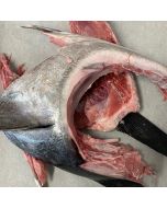 Southern Bluefin Tuna Collars 2kg/Frozen